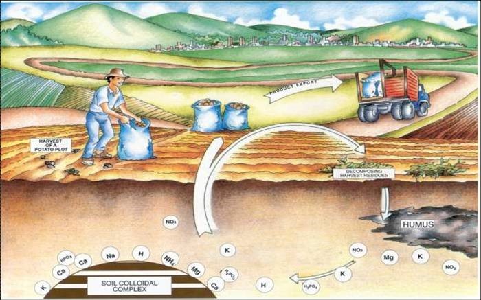 nutrient-cycling-difference-between-carbon-cycle-and-phosphorus-cycle